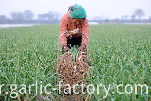 High quality fresh single clove garlic